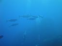DSC00137.JPG