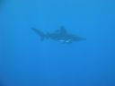 DSC00439.JPG