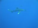DSC00441.JPG