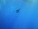 DSC00503.JPG