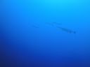 DSC00596.JPG