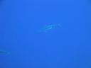 DSC00074.JPG
