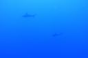 DSC00055.JPG