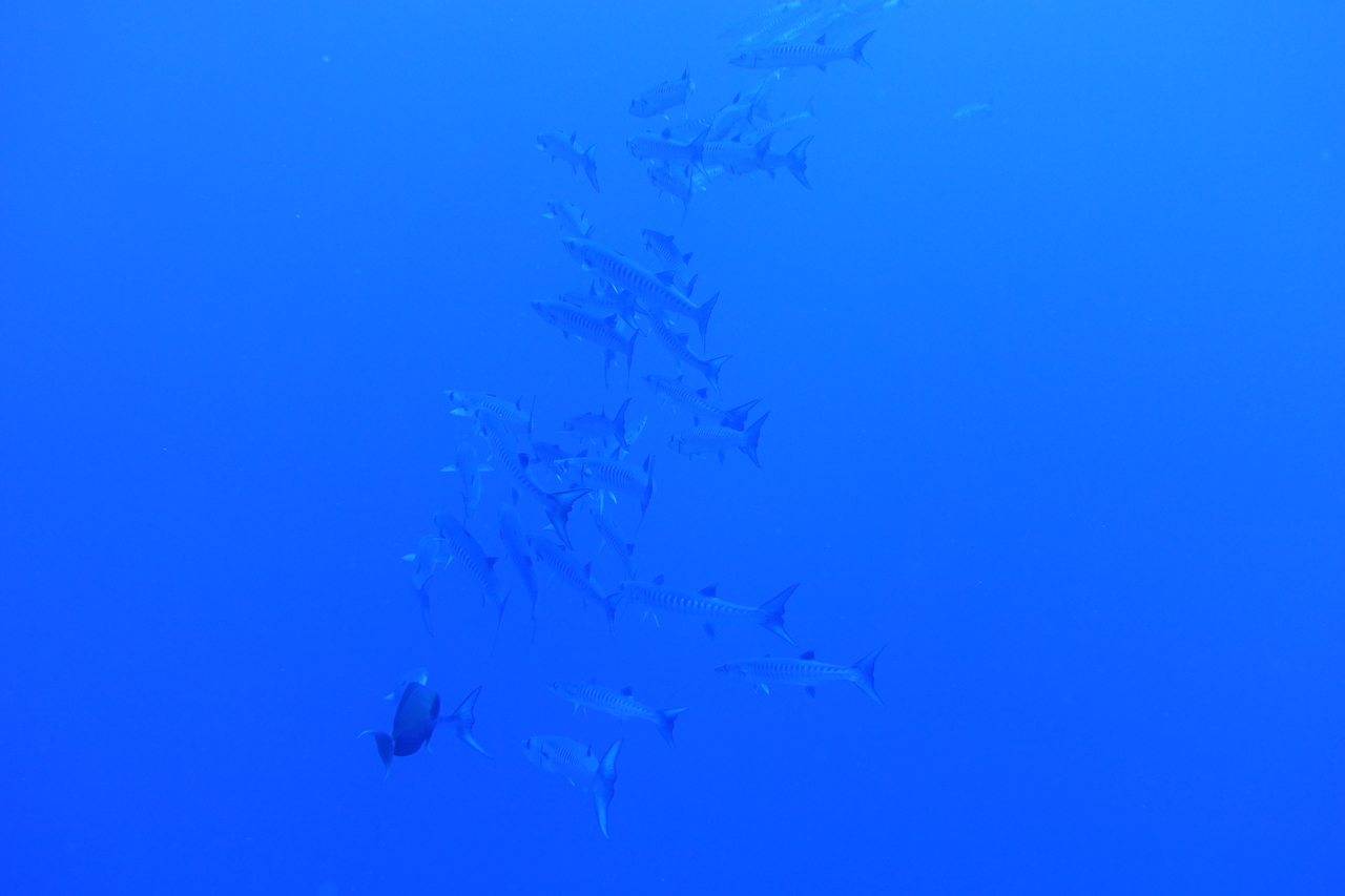 DSC00010.JPG