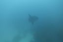 DSC00239.JPG