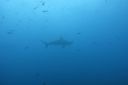 DSC00437.JPG