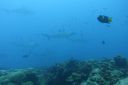 DSC00438.JPG