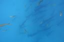 DSC00446.JPG