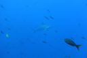 DSC00449.JPG