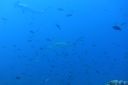 DSC00469.JPG