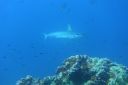 DSC00478.JPG