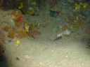 DSC00029.JPG