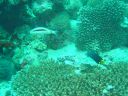 DSC00051.JPG