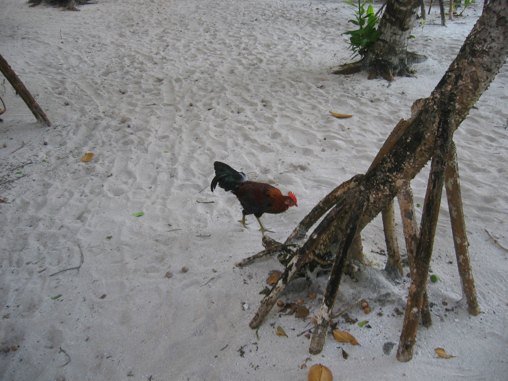 Vilamendhoo_2004_043.jpg