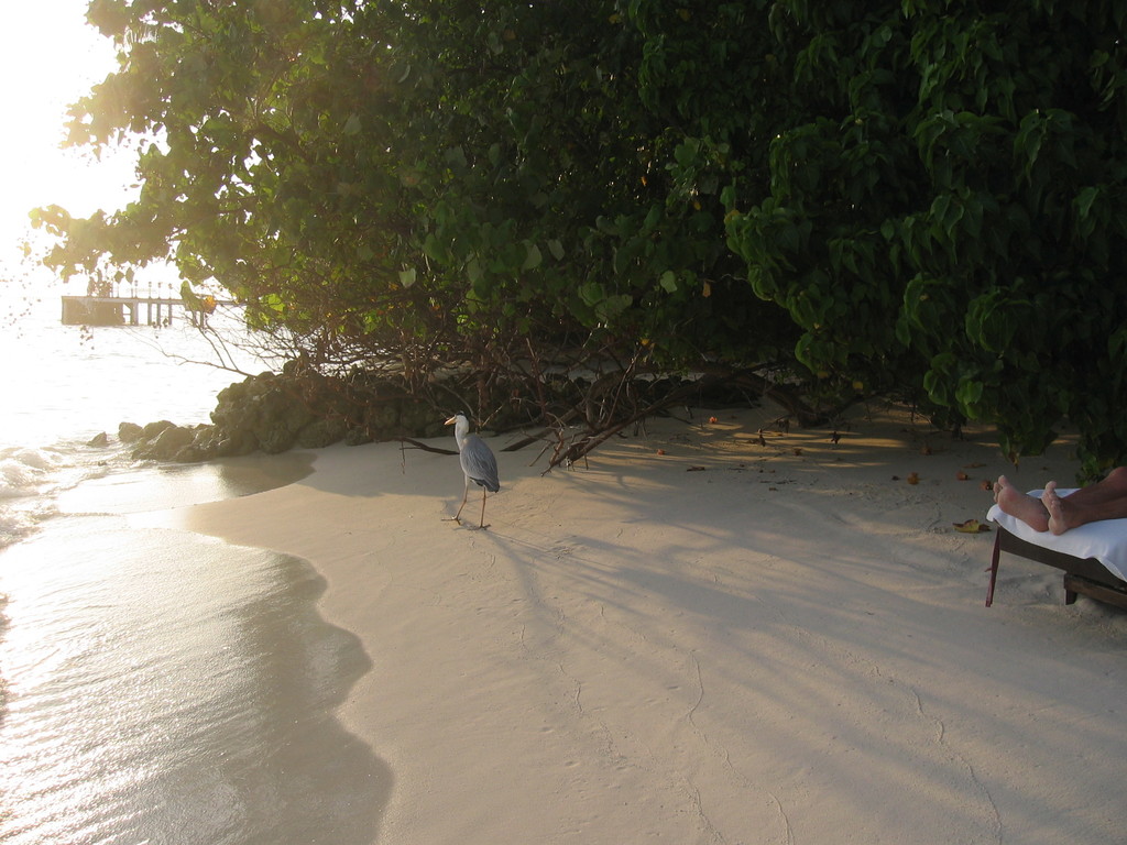 Vilamendhoo_2004_106.jpg