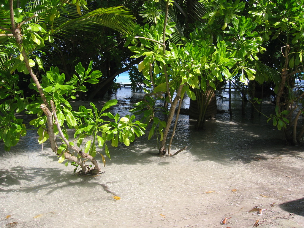 Vilamendhoo_2004_227.jpg