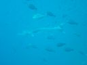 DSC00224.JPG