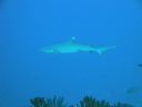 DSC00466.JPG