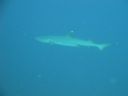DSC00103.JPG