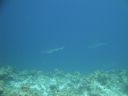 DSC00487.JPG