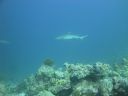 DSC00787.JPG