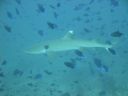 DSC00428.JPG