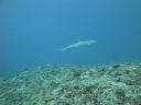 DSC01325.JPG