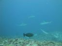 DSC01348.JPG