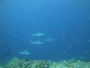 DSC01519.JPG