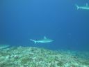 DSC01553.JPG