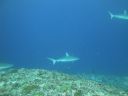DSC01554.JPG