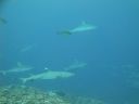 DSC01611.JPG