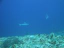 DSC00232.JPG