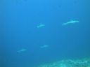 DSC00425.JPG