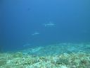 DSC01127.JPG