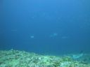 DSC01135.JPG