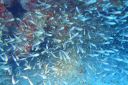 DSC00481.JPG