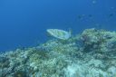 DSC00087.JPG
