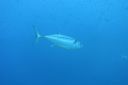 DSC00438.JPG