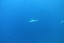 DSC00450.JPG