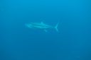 DSC00110.JPG