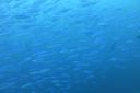 DSC00070.JPG