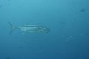 DSC00091.JPG