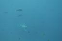 DSC00172.JPG