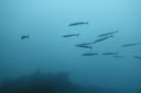 DSC00194.JPG