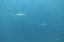 DSC00213.JPG
