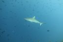 DSC00238.JPG