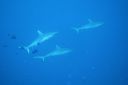 DSC00599.JPG