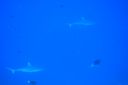 DSC00879.JPG