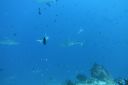 DSC00117.JPG